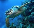 /album/fotogaleria-potapanie-snorchlovanie/shark-ray-alley2-jpg/